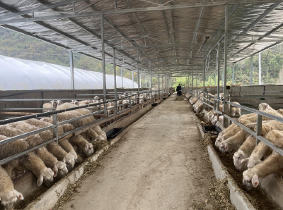 化龙堰镇汪家河村：“羊”帆起航，让乡村振兴“畜”势待发