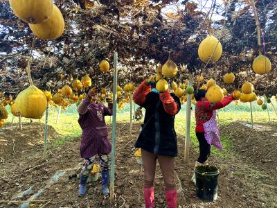 军店镇中村村：吊瓜田里话丰收 特色产业促增收