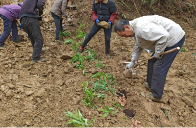 房县窑淮镇：林下“黄金”绿山富民开新局