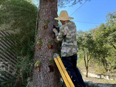 代东河林场：探索生态立体种植模式  打开村民的“致富门”