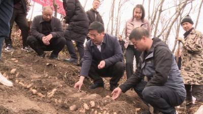 房县开展林下天麻现场采挖活动