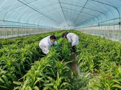 房县公检中心：开展农产品质量安全监测 确保群众“菜篮子”安全