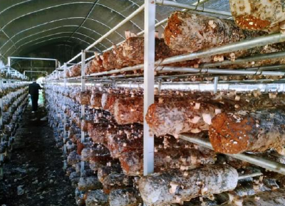 青峰镇：激活乡村振兴产业新“蘑”力