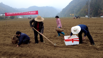 化龙堰镇汪家河村：百亩黄精栽种忙 产业兴旺促振兴