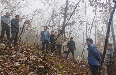 房县尹吉甫镇：取经问道谋发展  林下“生金”促增收