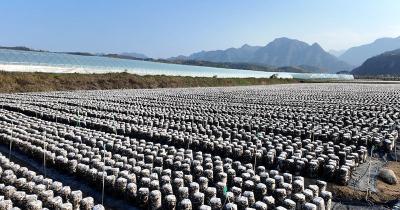 房县：“头茬”黑木耳喜获丰收