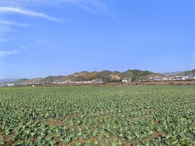 房县化龙堰镇：初冬时节农事忙 “菜篮”飘香产业旺