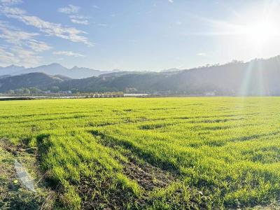 房县军店镇：冬小麦出苗见绿 长势喜人