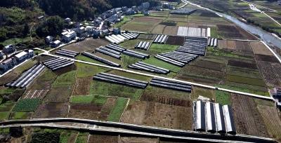 《记者走基层》 门古寺镇秦口村： 发展羊肚菌 产业助振兴