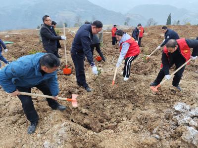 姚坪乡：百亩油茶“钱”景远大
