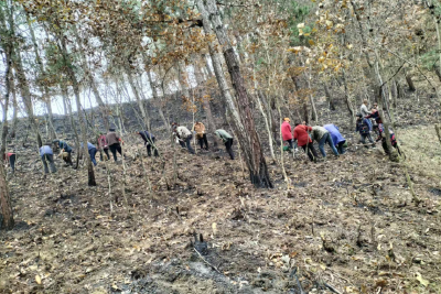 窑淮镇淮水村：发展林下经济 种出致富“黄精”