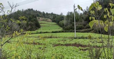 房县：轮作有机作物兴农业，守护生态家园富农民
