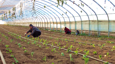 军店镇中村村：冬季蔬菜种植忙