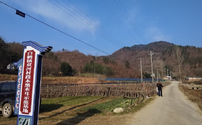 白鹤镇双河村木耳产业激活村集体经济