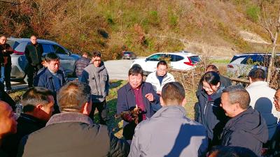 五台乡：茶林添“金”彩 开辟林下致富新路径