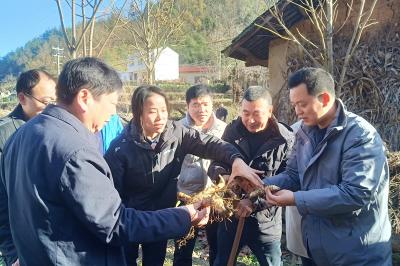 五台乡 黄精种植管护忙 富路伴香韵悠长