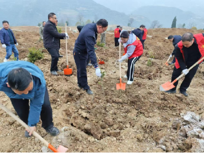 房县姚坪乡：发展林下“油茶”绿山富民