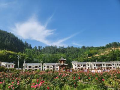 五台乡：月季开出乡村振兴新“花”样