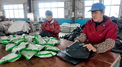 尹吉甫镇：小艾草变身“致富草”