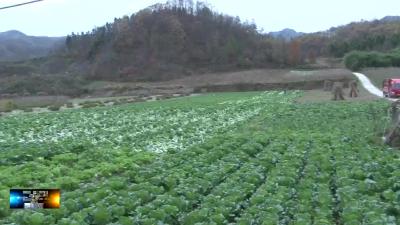 房县：轮作有机作物兴农业 守护生态家园富农民