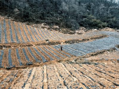 五台的黄精：振兴乡村致富农民