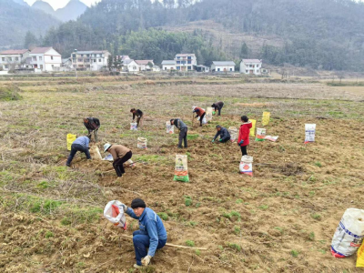 门古寺镇：黄精变“黄金” 民富乡村兴