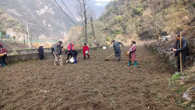 青山藏“金”记——房县门古寺镇探索林下经济黄精产业的生态致富路