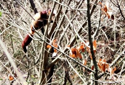 房县军店镇九室山惊现 “武当飞鼠”