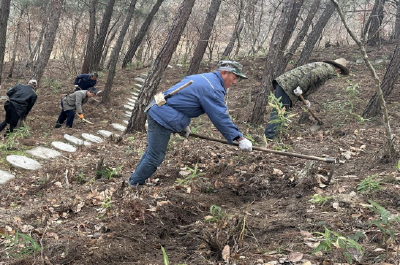 窑淮镇：林下黄精种出振兴好“钱景”