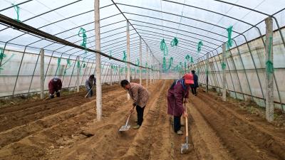 房县化龙堰镇：大棚农事忙 奏响春耕曲