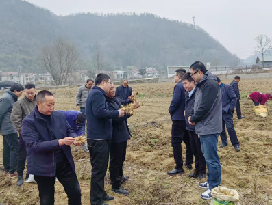 沙河乡：考察学习黄精产业 共探乡村振兴新路径