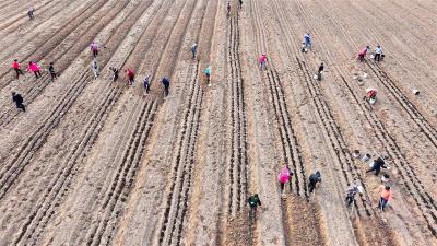 房县：种植药材促增收