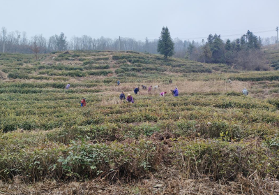 沙河乡：春日茶园管护忙 人勤不负好春光