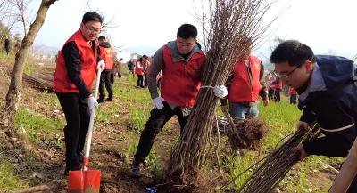 白鹤镇：植绿添彩 绘就生态新画卷