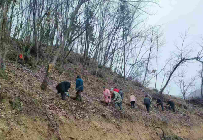 沙河乡朱家坪村：林下黄精种植 开辟致富新路径