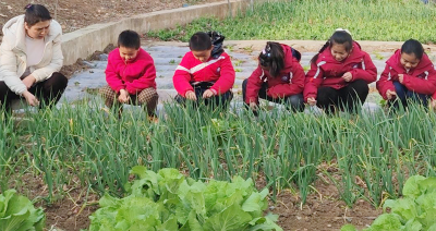 城关镇炳公小学：学科融合让劳动教育“活”起来