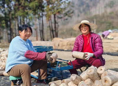 土城镇：菌袋排排春潮涌 “软黄金”奏响富民曲