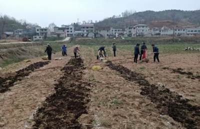 房县：黄精春播种植忙 药材产业“开门红”