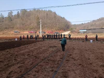 门古寺镇：多措并举提升高标准农田土壤肥力 助力烟叶提质增效 