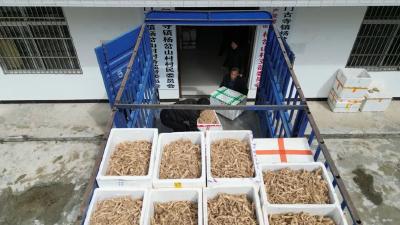 【记者走基层】门古寺镇：林下种黄精 青山变“金山”