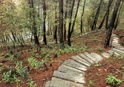 房县窑淮镇：林下“生金”绿富共赢