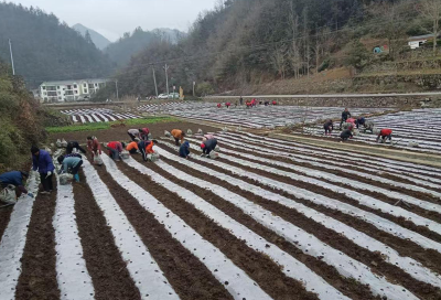 红塔镇：人勤春来早产业振兴忙