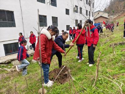 大木厂镇大木小学：劳动实践“萌娃”欢 樱桃树苗露“笑脸”