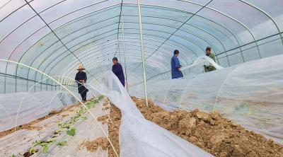 白鹤镇伏溪堰村：贝贝南瓜管护忙 丰产优质有保障