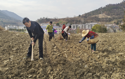春风催新绿 艾草产业兴