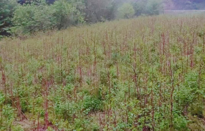 沙河乡：发展虎杖产业 赋能乡村振兴