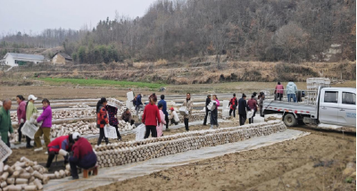 土城镇塘埂村：黄土地里种“黑金” 地栽木耳促振兴