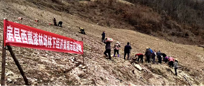 国营西蒿漆林场：抢抓播种季 发展产业忙