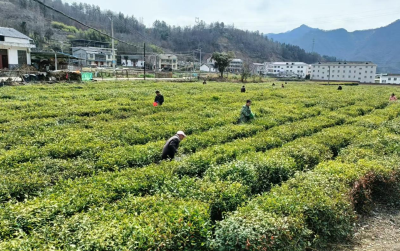 窑淮镇淮水村：抢抓农时 茶园管护春季忙