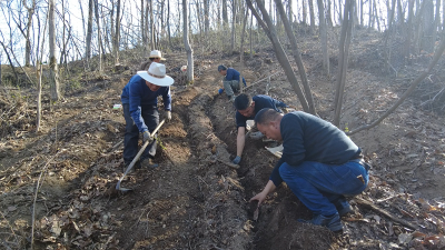 万峪河乡：天麻种植正当时 林下“生金”促增收